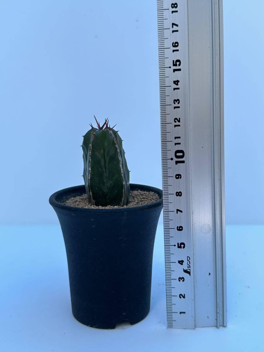 Amazon.co.jp: ユーフォルビア ハンディエンシス Euphorbia handiensis